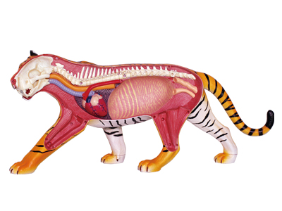 アオシマ 立体パズル 4D VISION 動物解剖 No21 虎 解剖モデル タムタム 
