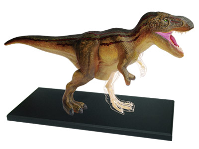 アオシマ 立体パズル 4D VISION 動物解剖 No22 T-REX 解剖モデル 