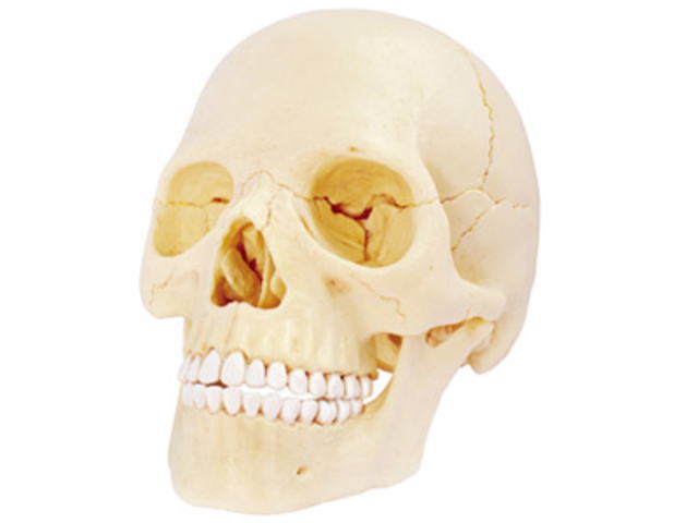 アオシマ 立体パズル 4D VISION 人体解剖 No23 1/2 頭蓋骨解剖モデル 